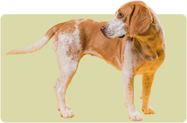 zabawki interaktywne